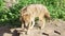 Golden jackal sniffing ground in forest, marking territory. Golden wolf hunting in national park