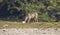 Golden jackal straying in a landscape