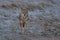 Golden jackal a wildlife animal in Pakistan