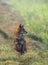 Golden jackal a wildlife animal in Pakistan