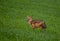 Golden jackal a wildlife animal in Pakistan