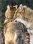 Golden jackals (Canis aureus)