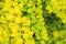 Golden Japanese barberry yellow green leaves, Berberis thunbergii Aurea foliage background