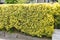 Golden Japanese spindle tree hedge.