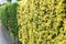 Golden Japanese spindle tree hedge.