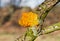 Golden jelly fungus