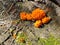 Golden jelly fungus bright strong colored growing on tree stump in detailed view