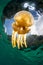 Golden Jellyfish Glides in Shallow Water