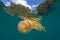 Golden Jellyfish at Surface in Raja Ampat