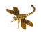 Golden jewel dragonfly