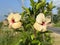 Golden juba or hibiscus flowers with beautiful petals are blooming in my roof garden.