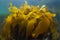 Golden kelp Laminaria ochroleuca seaweed underwater in the ocean
