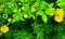 Golden Kerria japonica