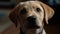 A golden lab puppy looking up with a curious expression created with Generative AI