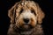 Golden Labradoodle dog on a black background. Neural network AI generated