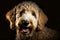 Golden Labradoodle dog on a black background. Neural network AI generated