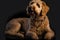 Golden Labradoodle dog on a black background. Neural network AI generated