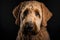 Golden Labradoodle dog on a black background. Neural network AI generated