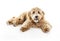 Golden Labradoodle dog isolated on white background