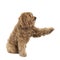 Golden Labradoodle looking aside giving paw begging sitting isolated on a white background