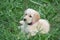 Golden Labradoodle puppy