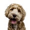 Golden labradoodle on white background