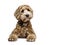 Golden labradoodle on white background