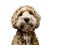 Golden labradoodle on white background