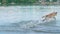 Golden Labrador dog fetching big stick in Danube river