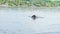 Golden Labrador dog fetching big stick in Danube river