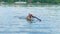 Golden Labrador dog fetching big stick in Danube river