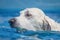 Golden Labrador Dog swims through clear blue water with a tennis ball