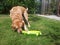 Golden Labrador Eating Marrow