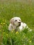 A Golden Labrador lying down in a meadow