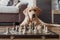 A golden labrador puppy lies in front of a chess board. Smart, trainable animals. Intellectual games. Workout. Animals are like