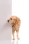 golden labrador retriever dog looking out from behind the wall