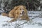 Golden labrador retriever dog lying under a coniferous tree in the snow, facial shot