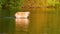 Golden Labrador Retriever dog playing and splashing in water