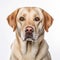 Golden Labrador Retriever Dog In Studio Lighting