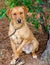 Golden Labrador Retriever mixed breed dog
