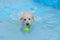 Golden labrador retriever mixed breed dog in swimming pool