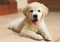 Golden Labrador retriever puppy