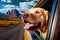 Golden Labrador Retriever sticks his head out of a car window