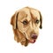 Golden Labrador Retriever vector