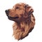 Golden Labrador Retriever. Vector illustration. Dog portrait