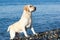 Golden Labrador stands on the sea beach