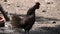 Golden Laced Wyandotte Rooster at Poultry Farm