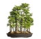 Golden larch, bonsai tree, pseudolarix amabilis, isolated