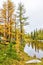 Golden larch trees reflect on a small pond at Lake O`Hara in the Canadian Rockies