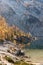 Golden Larches in autumn perched on barren granite landscape in the enchantment lakes wilderness